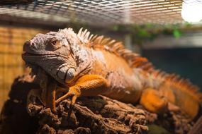 iguana under the lamp