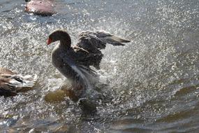 Goose Water Bird