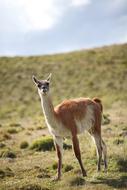 Guanaco Animal Chile