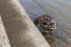 Duck Female