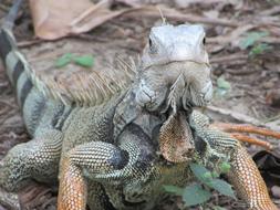 Iguana Animal Reptile