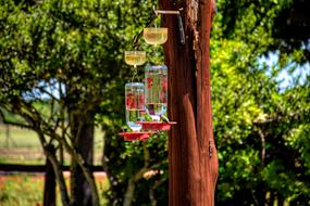 Hummingbirds Feeder Bird