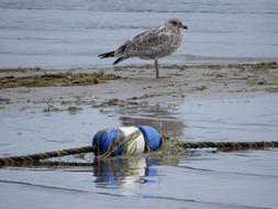 Bird Water Nature
