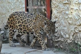 a leopard at the zoo walking around