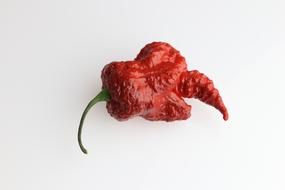 hot chili peppers from the garden