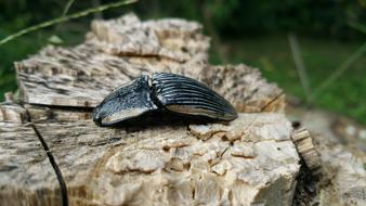 Bug Insect Beetle