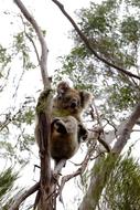 Koala Australia Animal