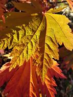 Leaves Autumn