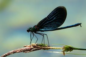 dark blue dragonfly in Croatia