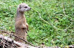 Meerkat Animal Nature
