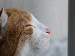 Cat Zen