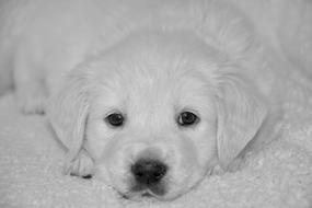 Dog Puppy Photo Black White