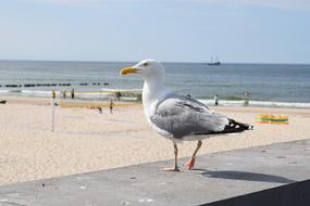 Seagull Sea Bird