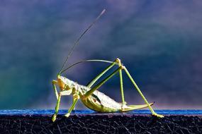 Insect Grasshopper Close Up