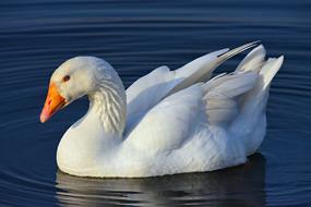 Goose Water Bird Animal