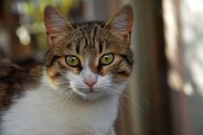 Cat with Little Whiskers
