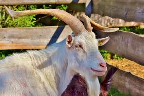 Billy Goat Buck