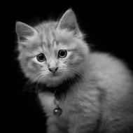 Fluffy kitten with a collar