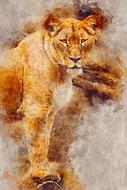 lioness wild looking art