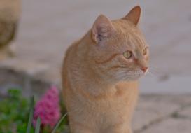 Cat Animals Roux