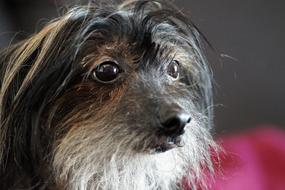 Dog Chinese Crested Hairless