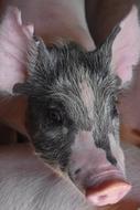 Piglet Baby Cute