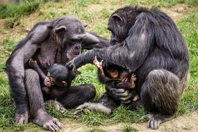 Chimps Ape Apes