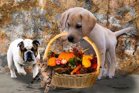 Animals Dogs Cat