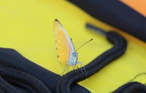 Butterfly Yellow Insect