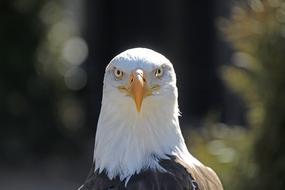 Adler Bird Of Prey