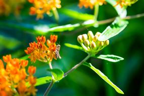 Grasshopper Insect Spring
