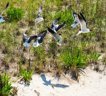 Seagulls Flight Birds