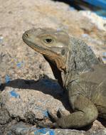 Lizard Dragons Scale