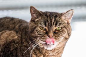 Cat Bkh British Shorthair