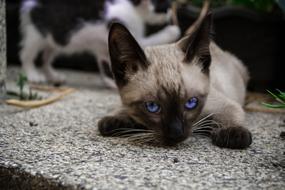 Siamese kitten with blue eyes