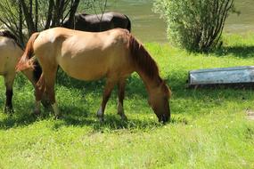 Altai Mountain Cebsan Horse