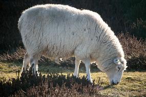 Sheep Animal Sylt