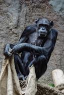 Chimpanzee Monkey Mammal