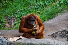 Orang Utan Monkey Primate