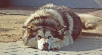 Dog Animals Fur