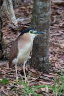 wild heron in the woods