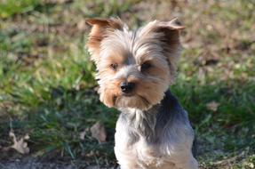 Sweet Charming Dog breed
