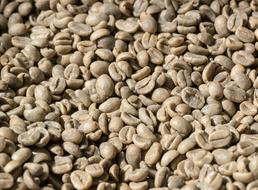 raw coffee beans harvest