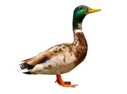 Animals Bird Duck