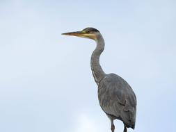 Bird Heron Nature Animal