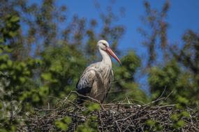 Stork Nest macro blur