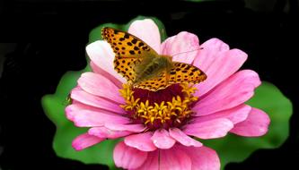 Butterfly Insect Flower