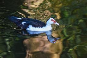 Muscovy Duck Waterbird Bird