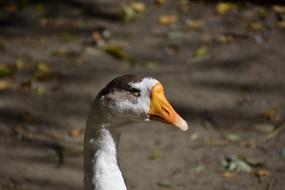 Goose Portrait Bird
