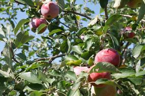 garden ripe red poured apples